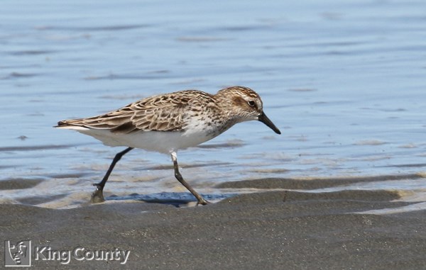 Photo of Calidris pusilla
